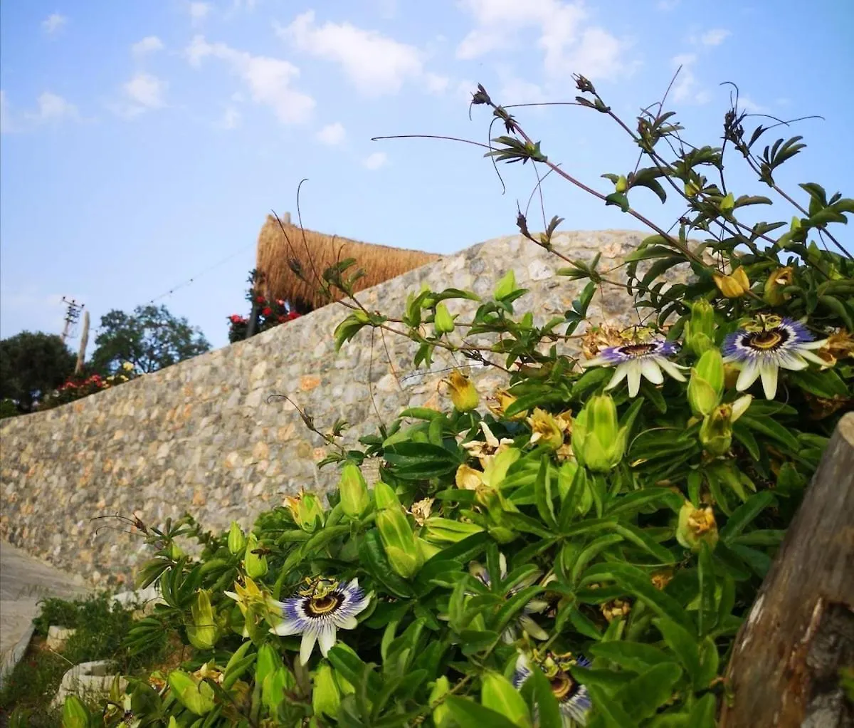 Teos Retreat Houses-Passiflora İzmir 0*,  Turecko